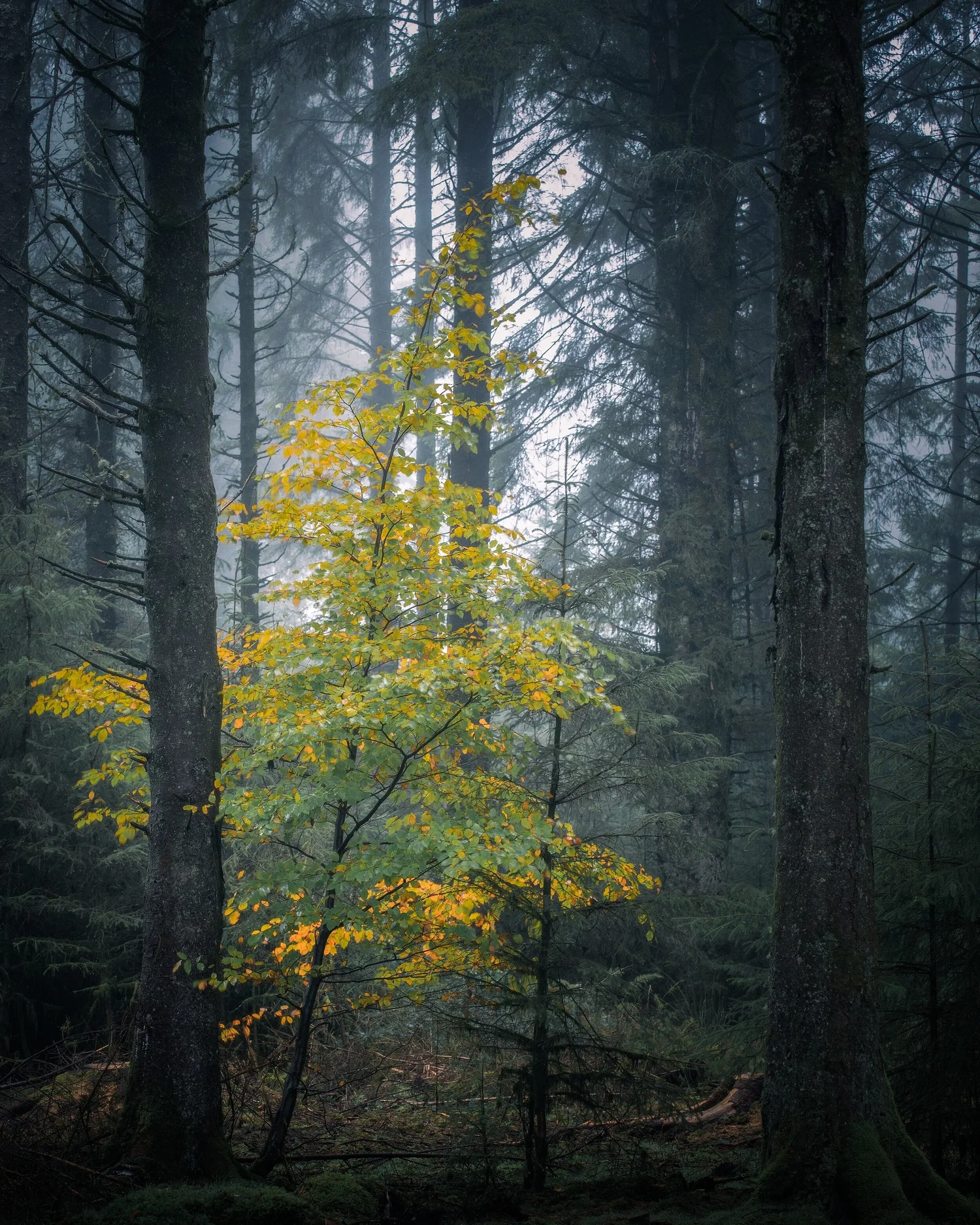 Moors Rain - Woodland & Trees