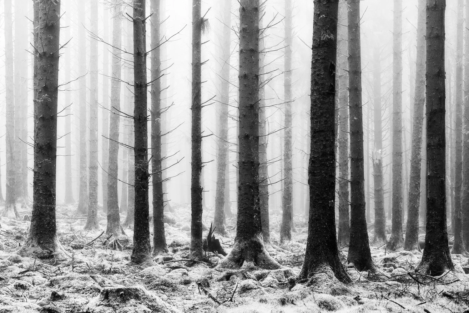 Stark - Woodland & Trees
