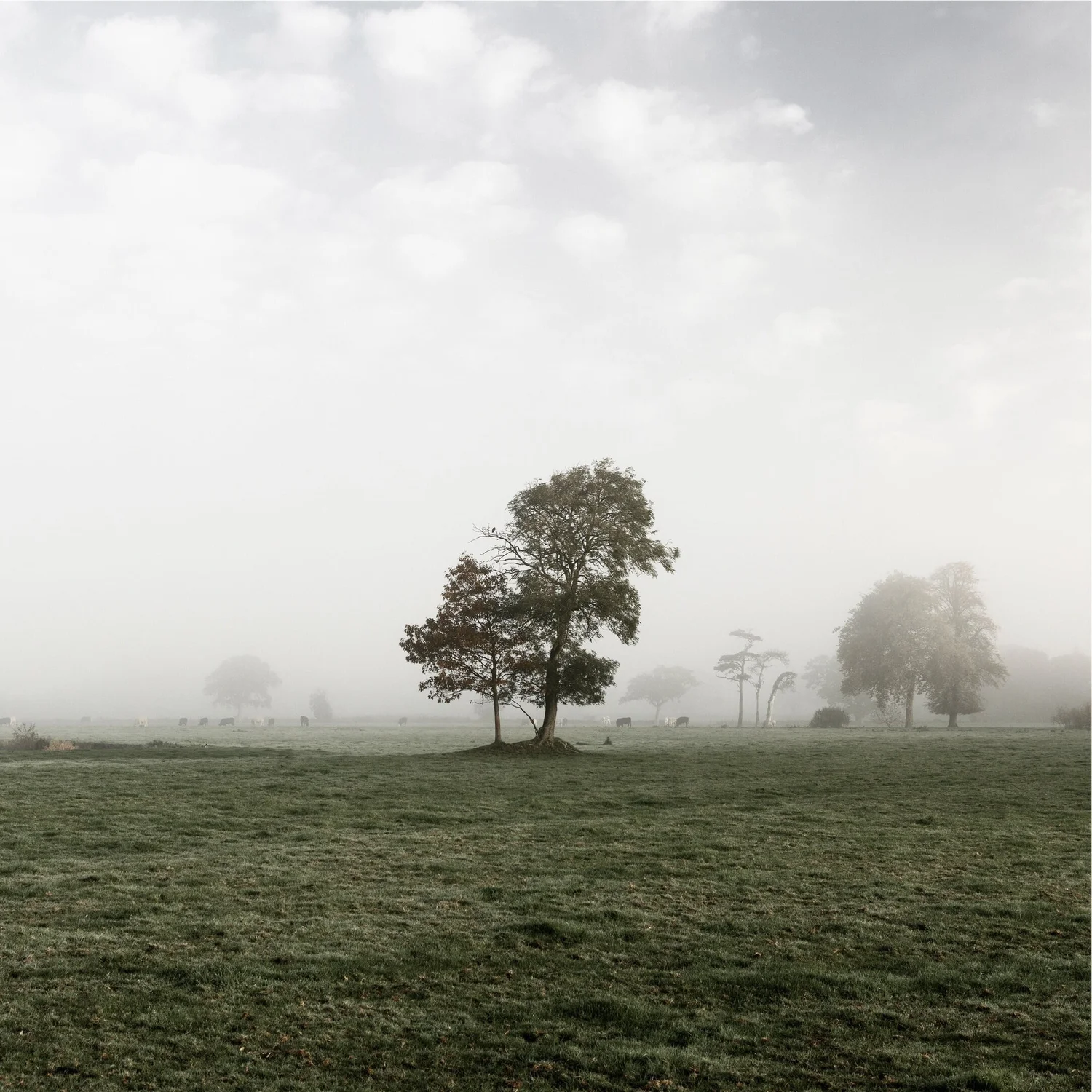 Alone - Trees