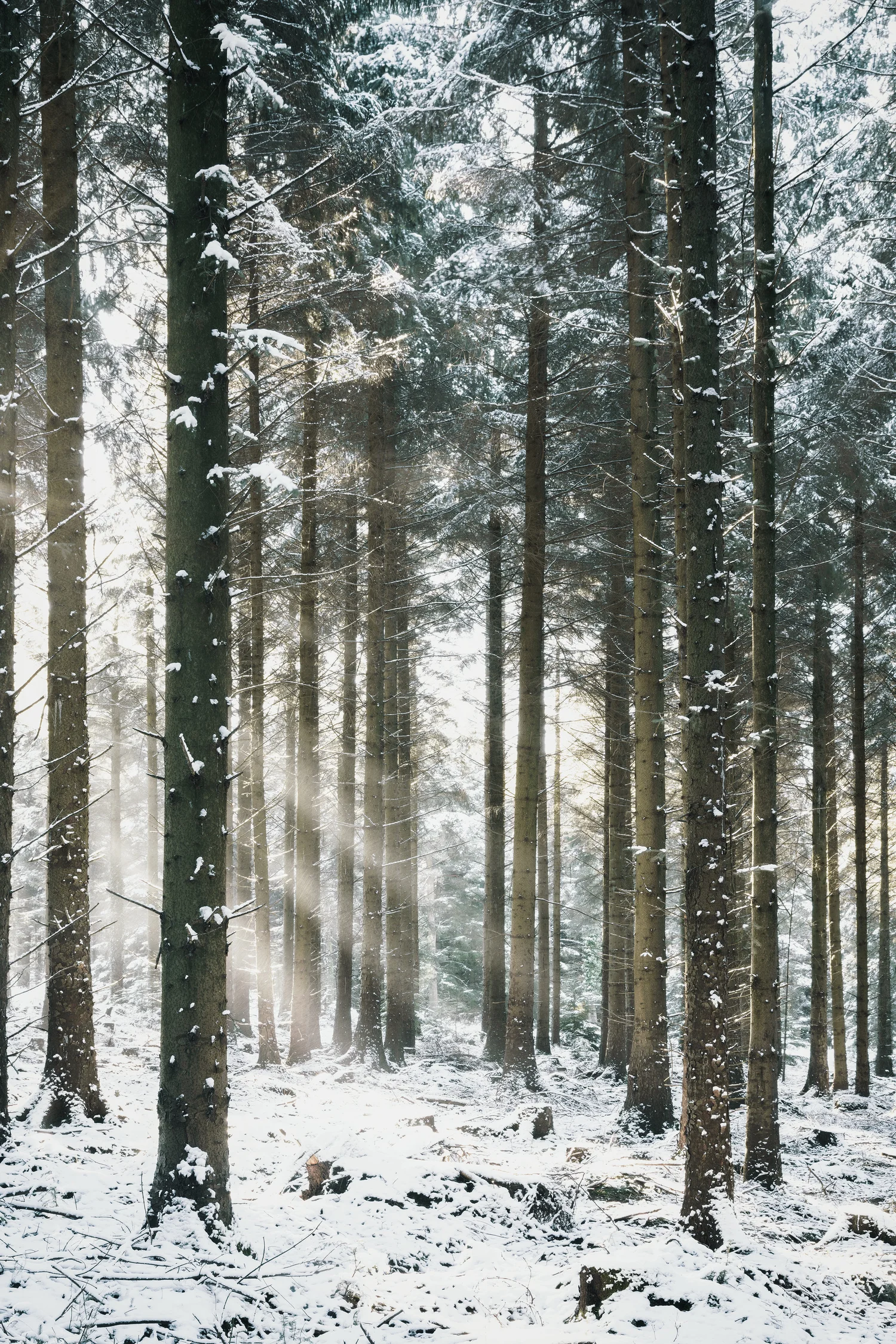 Snow Woods - Woodland