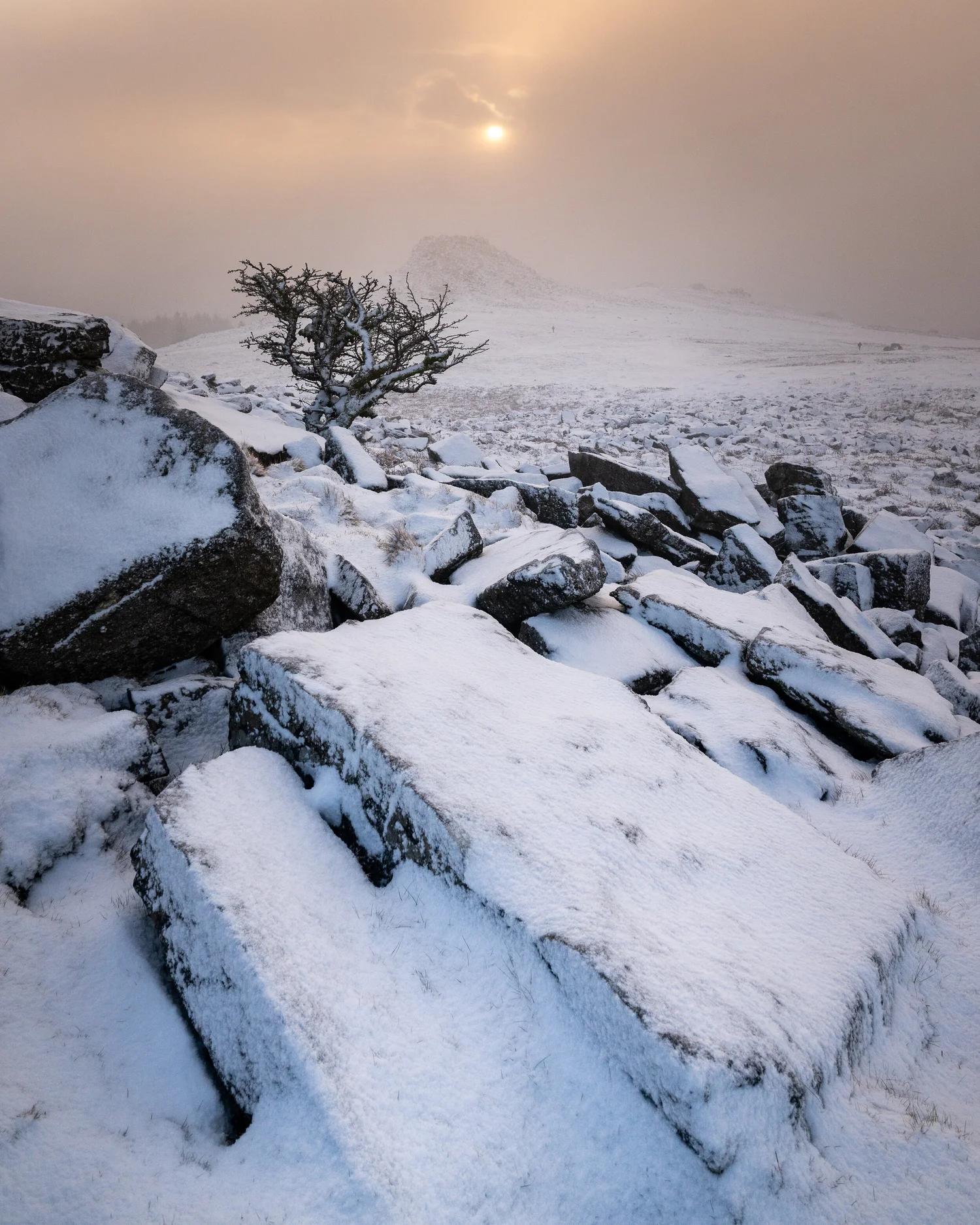 Dartmoor Dream